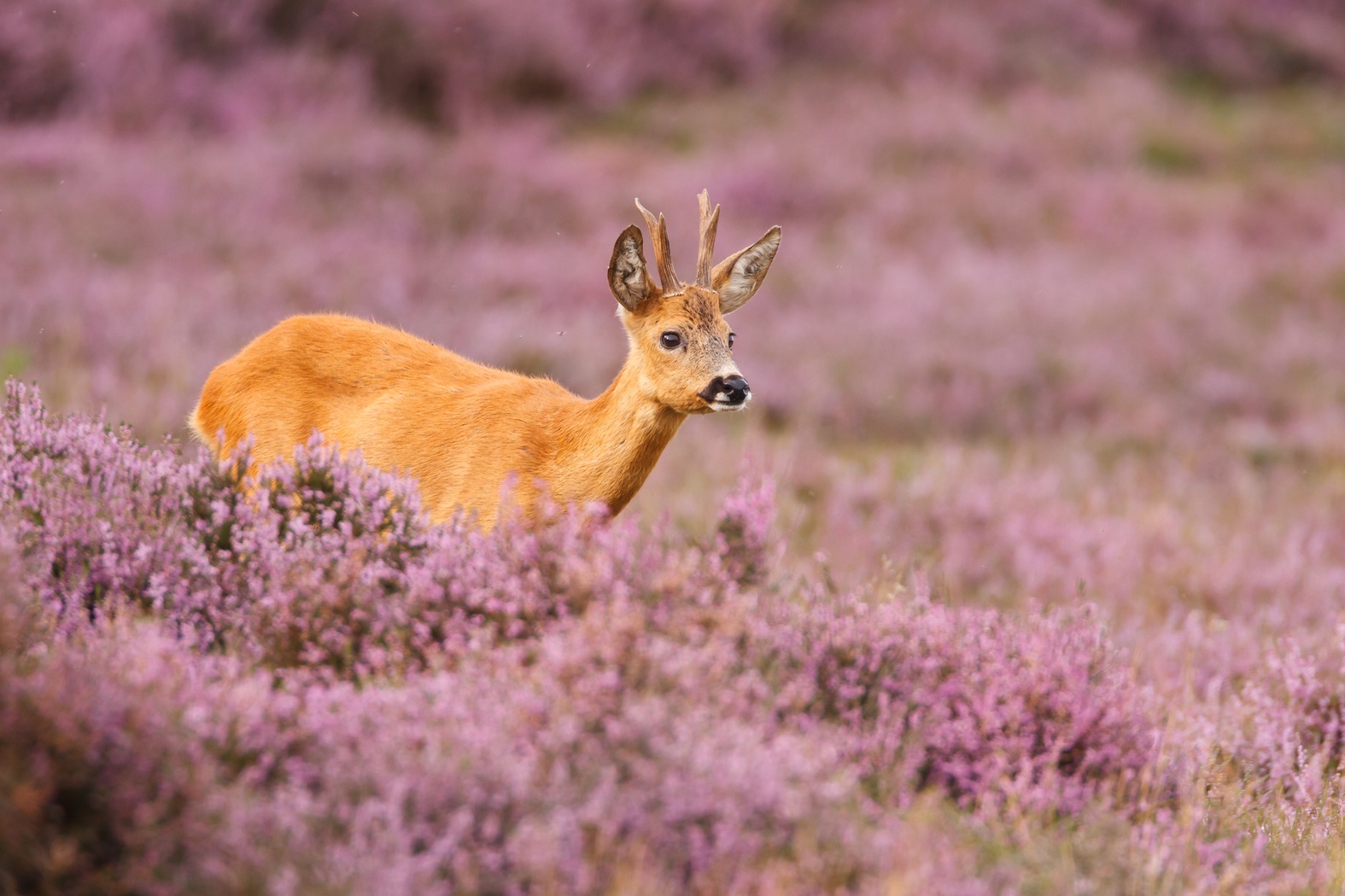 Posbank Veluwe - Kom naar Buitenplaats Beekhuizen! | Website